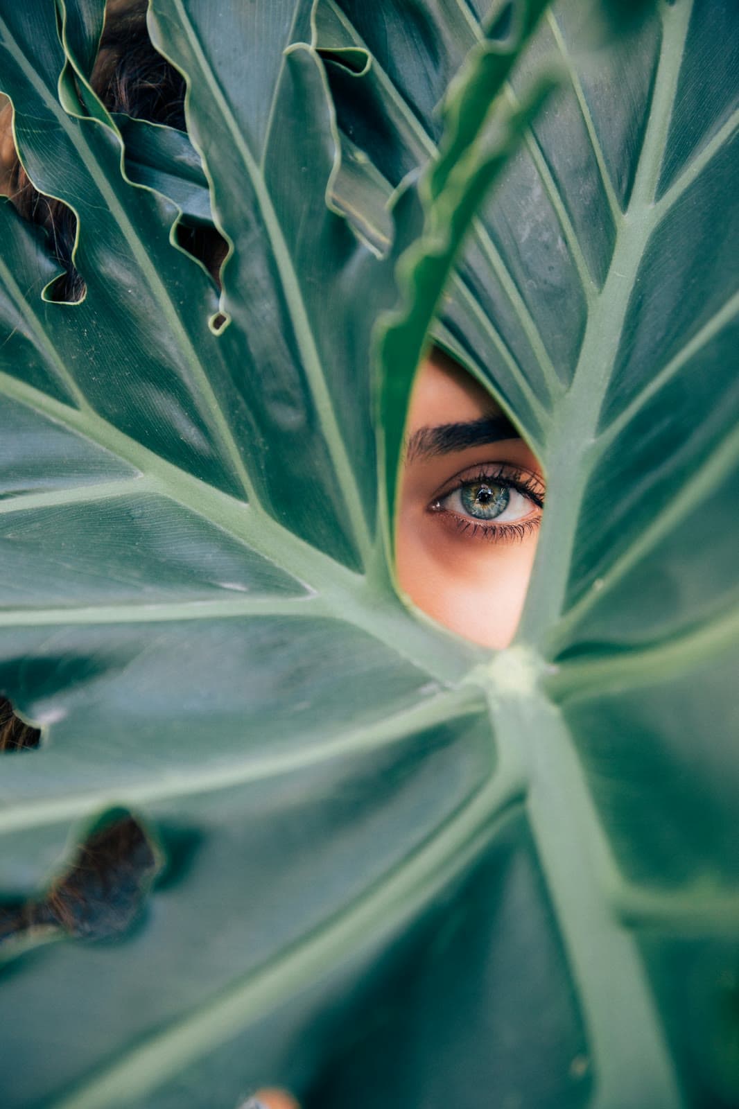 Auge mit fein gezeichneter Braue hinter einem großen grünen Blatt